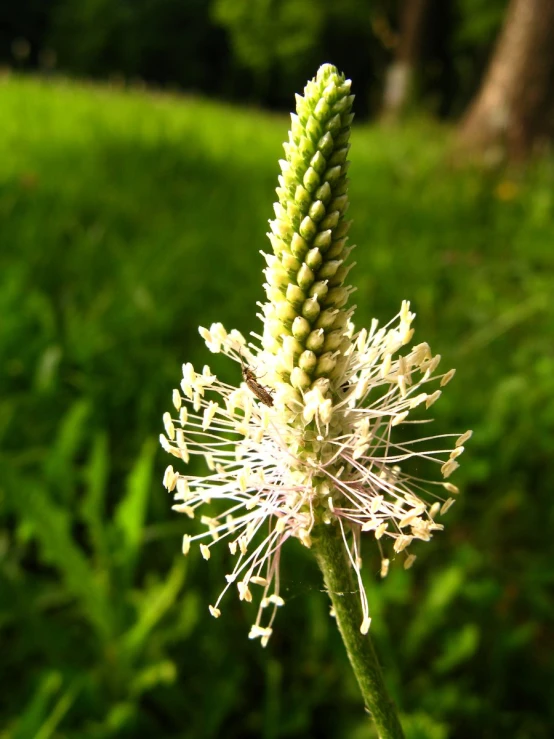 a close up of a very small white flower