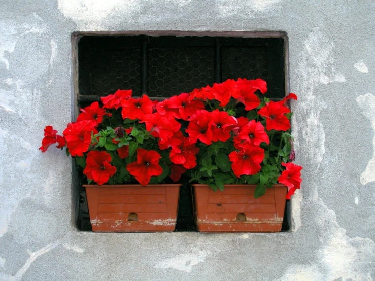 a couple of pots that are in the window