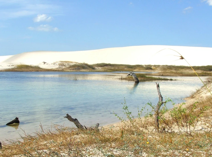 a group of animals on the shore of a beach