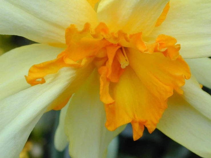 the inside of a yellow flower with a green plant in the background