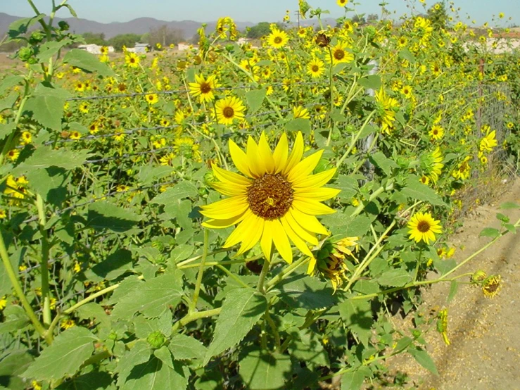 a huge field full of yellow sunflowers