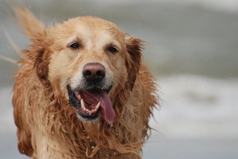 a wet dog has it's mouth open