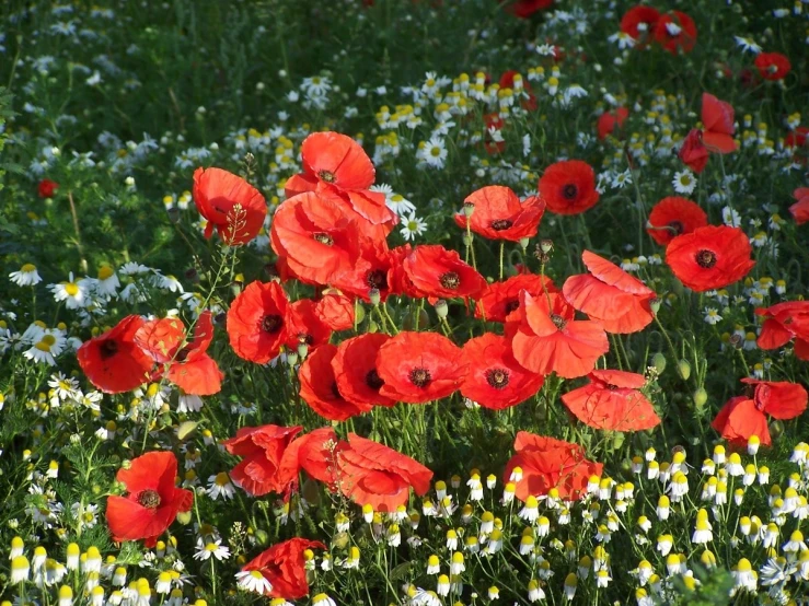 a bunch of red flowers in the middle of a field