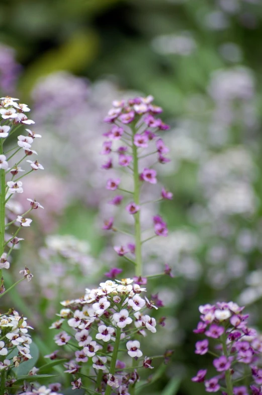 some very pretty white flowers with pink and purple blooms