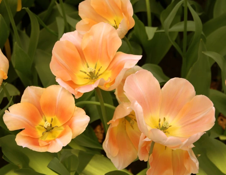 many orange and yellow flowers in the middle of grass