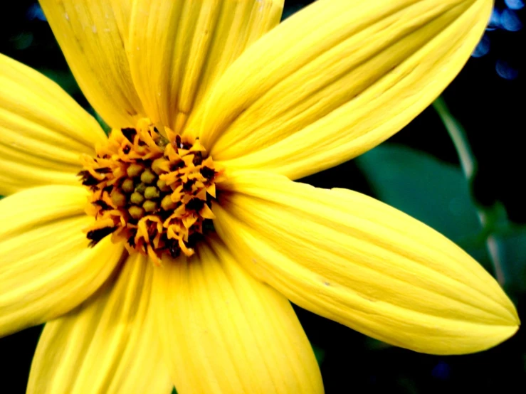 a bright yellow flower with a white center