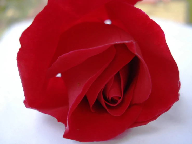 a single red rose sitting on top of a white table