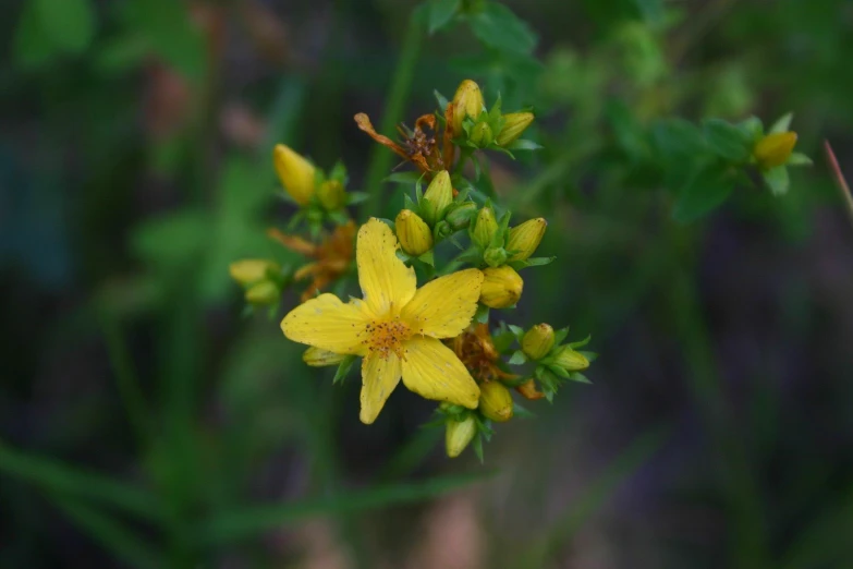 the yellow flowers are all beginning to bloom on their stems