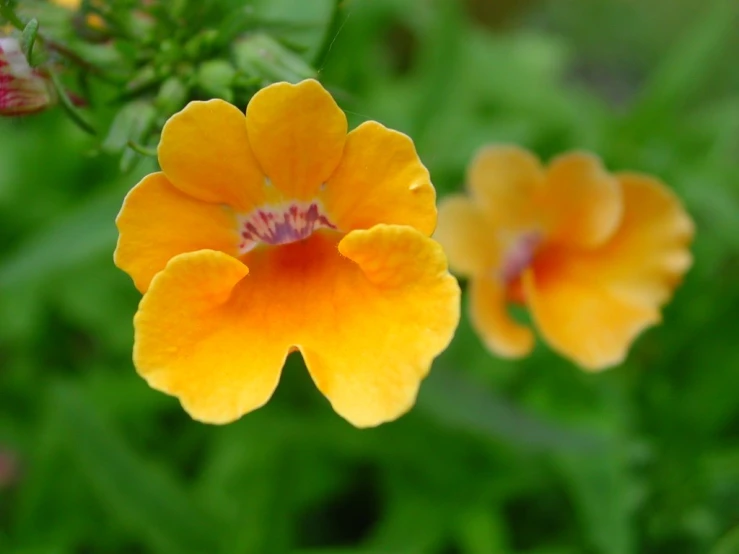 small yellow flowers bloom in the wild by themselves