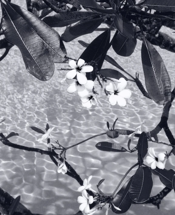 black and white pograph of a tree with flowers