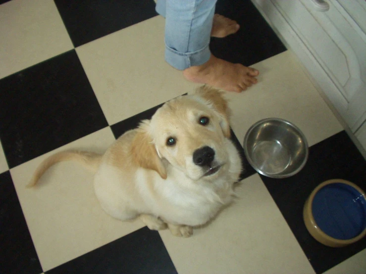 a dog sitting with his head next to a bowl