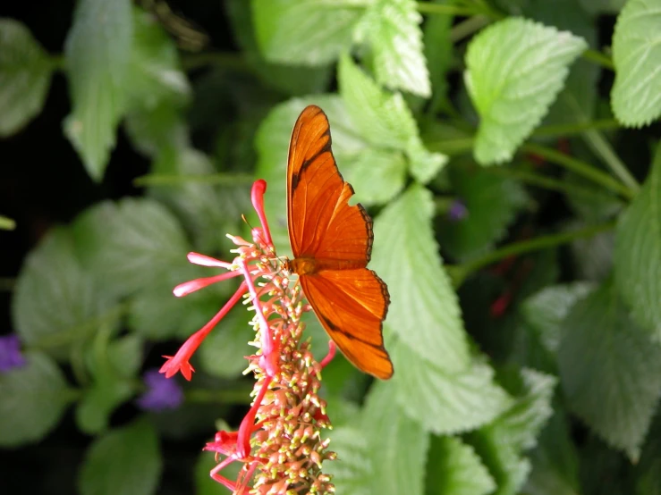 a close up of a erfly on a pink flower