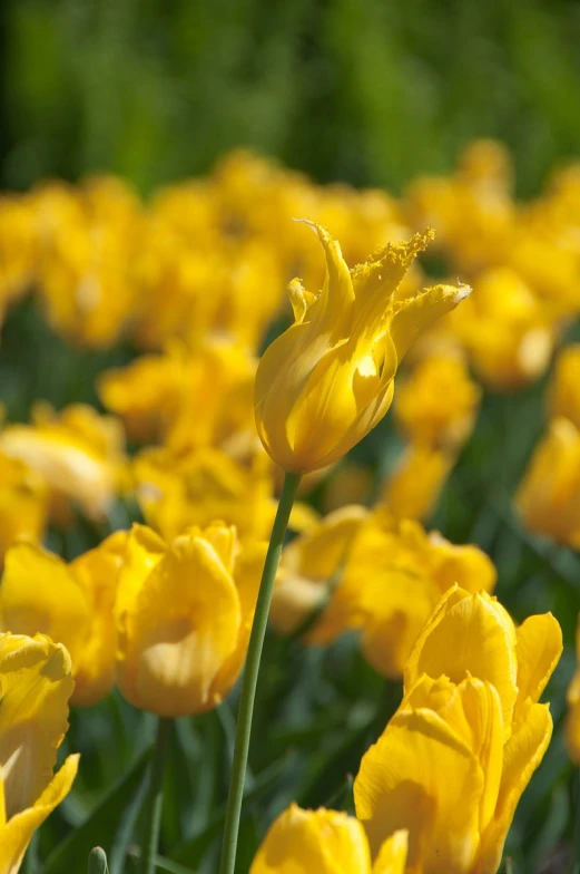 a large yellow flower next to many small ones