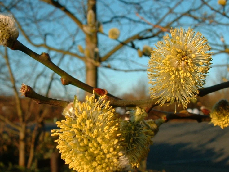 a flower growing on a nch near the road