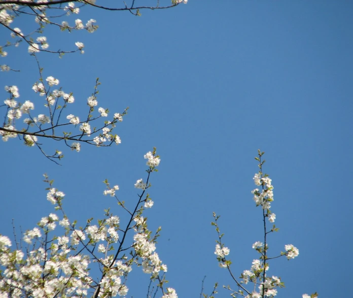 some white flowers are blooming and the sky is clear