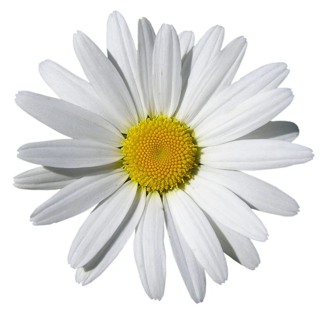 a daisy with yellow center is looking up