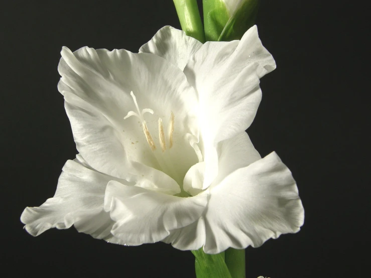 there is a white flower on a dark background