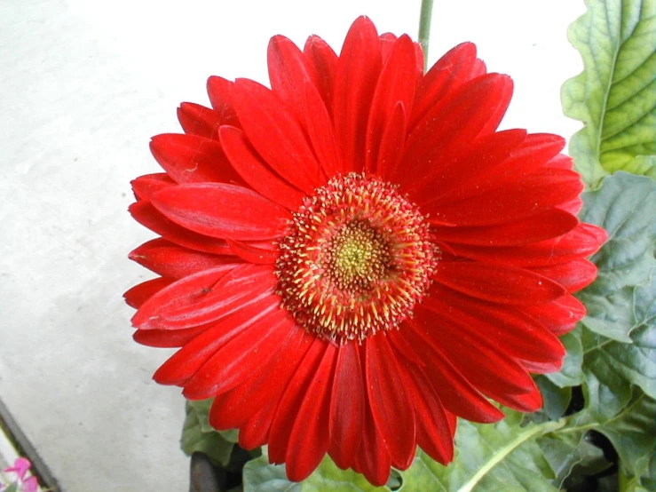 a red flower in a garden with green leaves