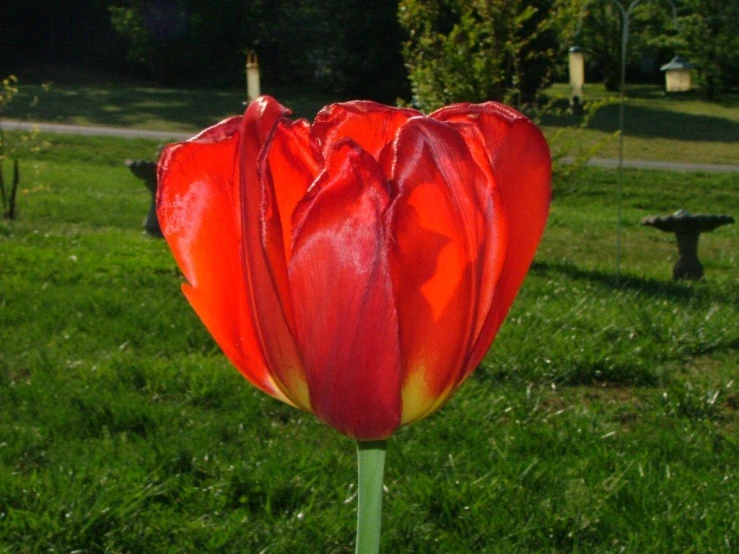 a large red flower that is in the grass