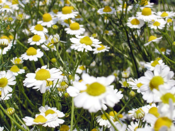 this is a small group of daisies in a field