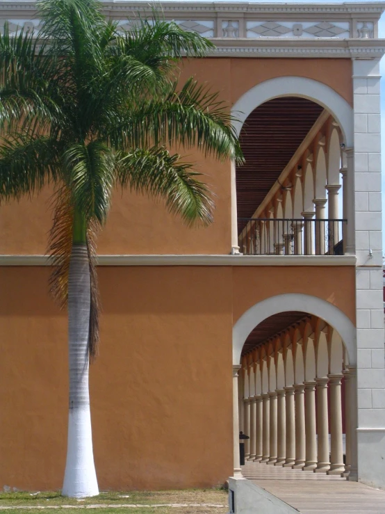 a palm tree sits outside of a building