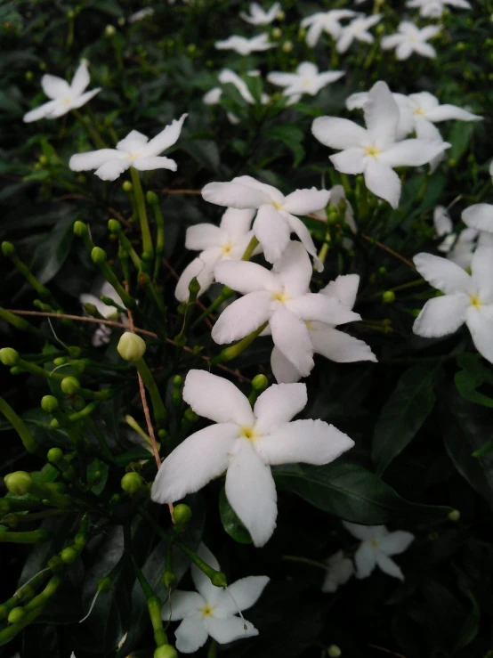 a small white flower surrounded by smaller white flowers