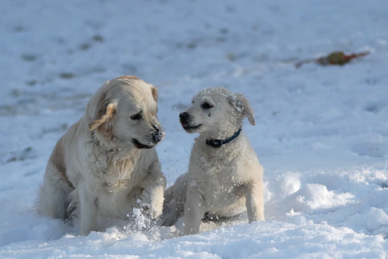 two large white dogs playing in the snow