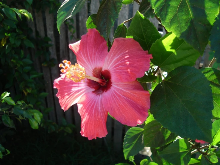 large flower in bloom on a bush near a wooden fence