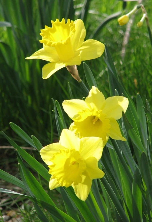 three yellow flowers are near green grass