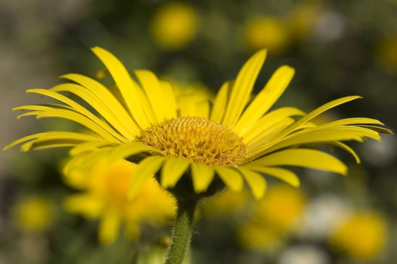 a yellow flower in a garden with green stems