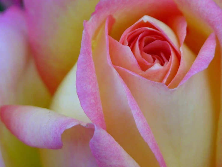 close up of a pink flower with yellow tips