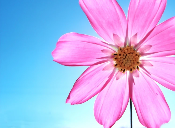 close up of a large, pink flower with a blue sky background