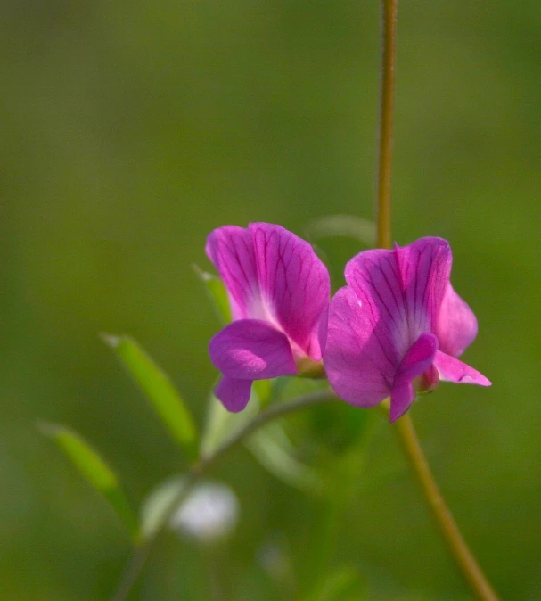 two pink flowers sitting on top of a green plant