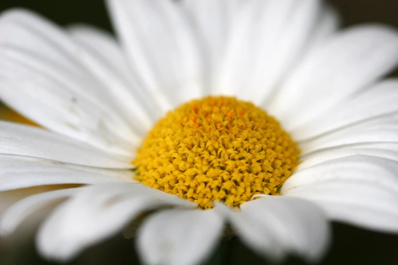 the top end of the white and yellow flower