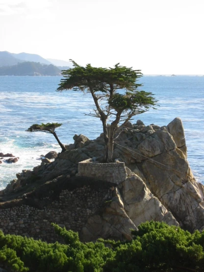 lone tree perched on rocks overlooking the water