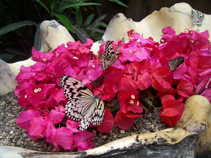 several erflies on some flowers in a container