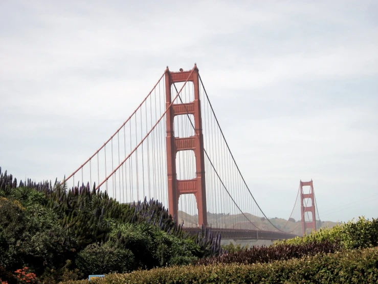 the golden gate bridge is over looking some bushes