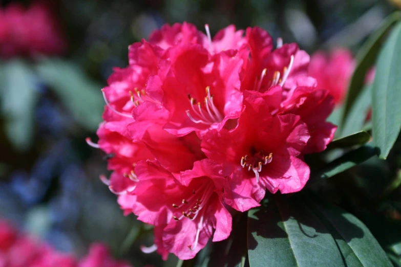 a large flower sitting in a field with leaves