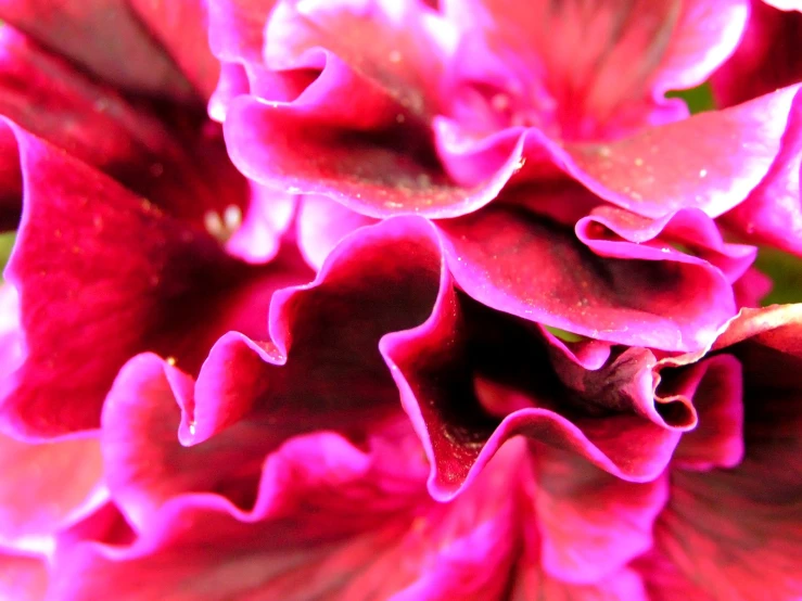 close up of the center of a large pink flower