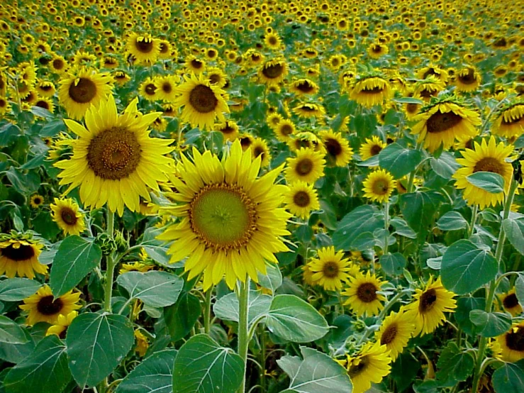 a large field filled with yellow sunflowers
