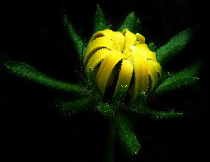 a closeup po of a yellow flower with green leaves