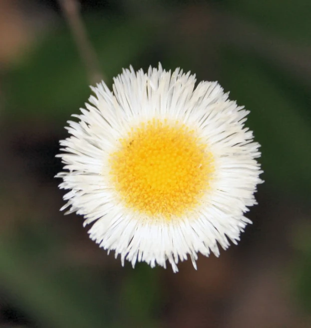 a very bright, white and yellow flower with some greenery