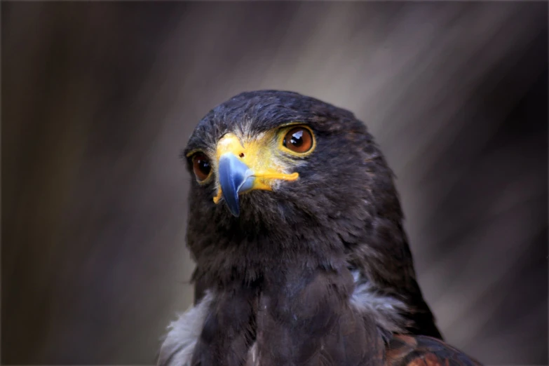 a yellow and black hawk looking to its left