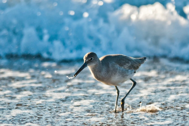 a little bird walking in the surf of a beach