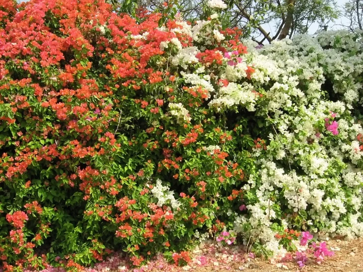 a cluster of different colored plants near a field