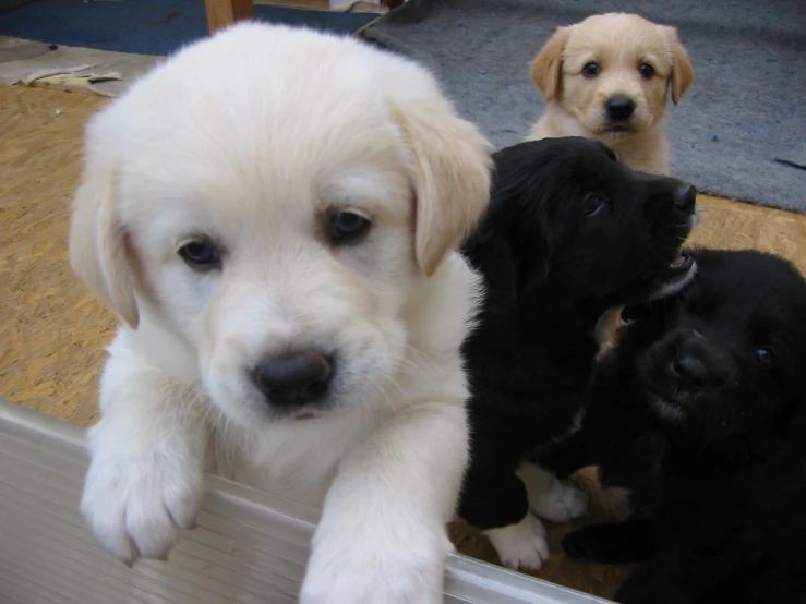 a group of dogs are looking around while standing outside