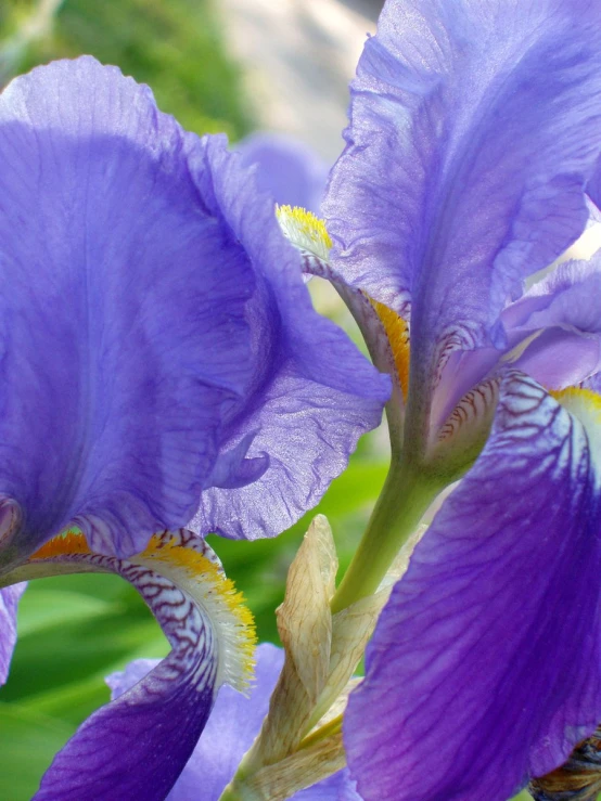 the flowers are blooming next to each other