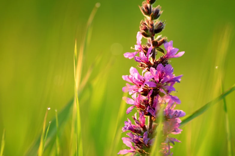 a tall plant that is growing in the grass