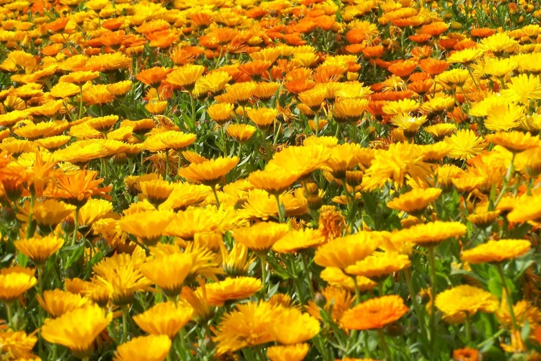 a field full of yellow flowers and green plants