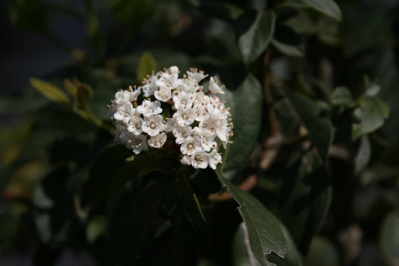 a cluster of flowers that are growing on some leaves